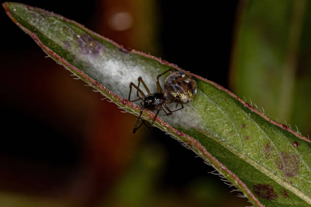 Small Cobweb 280+ Theridiidae Stock Photos, Pictures & Royalty-Free Images - iStock