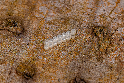 Small Stink Bug Eggs of the Family Pentatomidae