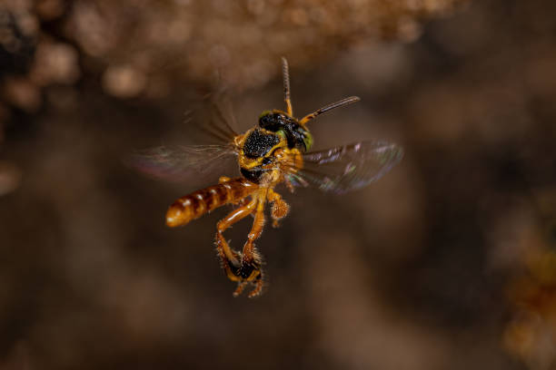 взрослая пчела джатай - stingless стоковые фото и изображения