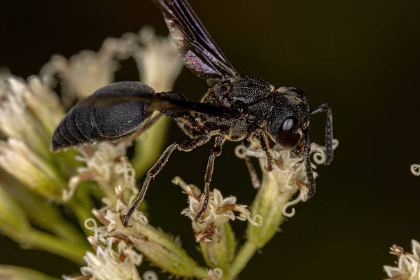 istock Adult Potter Wasp 1406257096