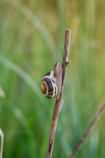 istock A small snail crawls up the stick. Never give up postcard 1406257874