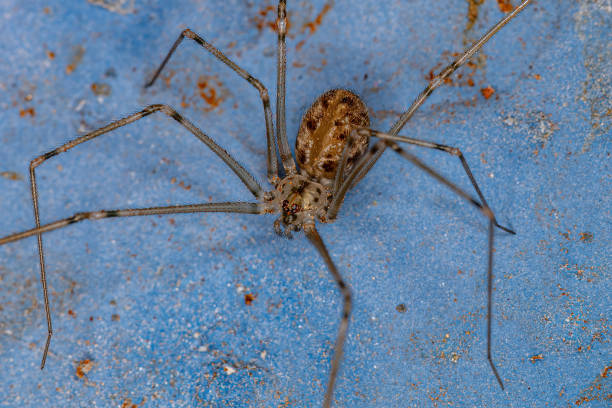 Adult Male Short-bodied Cellar Spider Adult Male Short-bodied Cellar Spider of the species Physocyclus globosus arachnology stock pictures, royalty-free photos & images