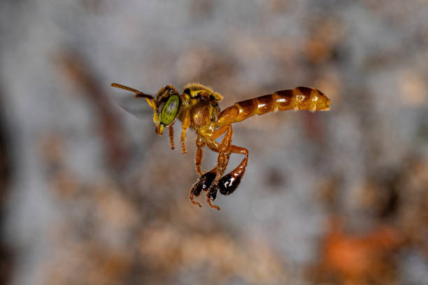 istock Adult Jatai bee 1406258540