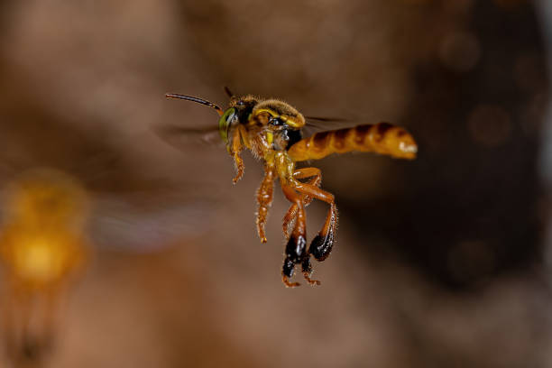 istock Adult Jatai bee 1406258541