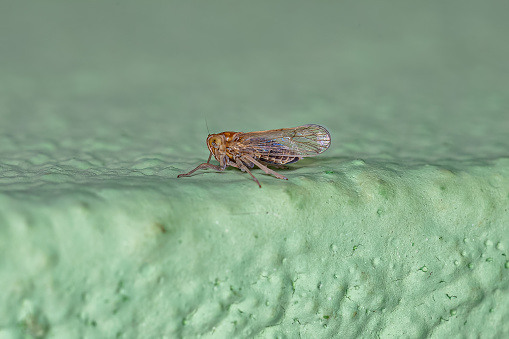 Adult Delphacid Planthopper Insect of the Family Delphacidae