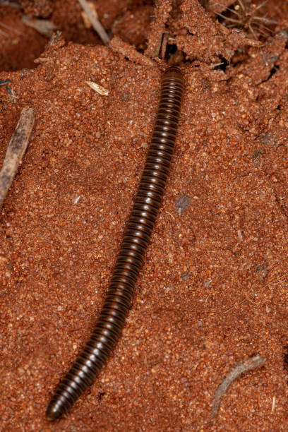 adult millipede arthropod adult millipede arthropod of the class Diplopoda myriapoda stock pictures, royalty-free photos & images