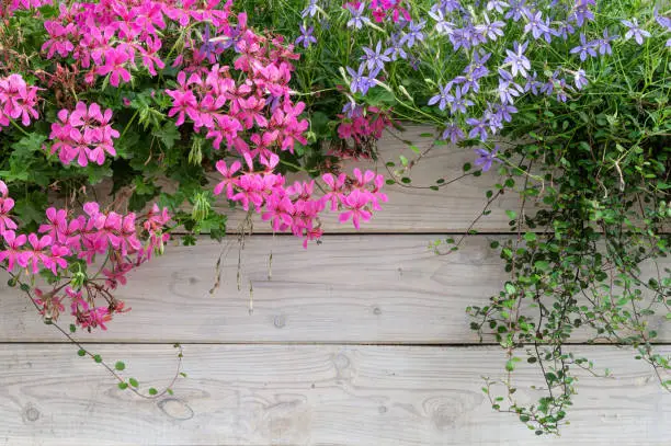 Colourful rustic summer background. Pink and purple geranium flowers and a white weathered wooden board