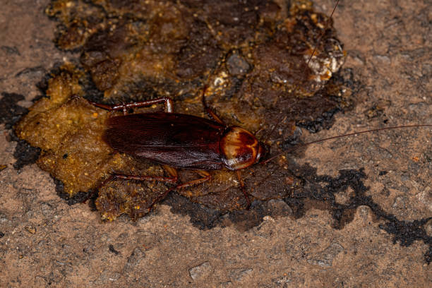 Adult American Cockroach Adult American Cockroach of the species Periplaneta americana on feces periplaneta americana stock pictures, royalty-free photos & images