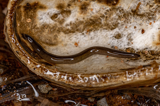 Small Land Planarian Animal of the Family Geoplanidae