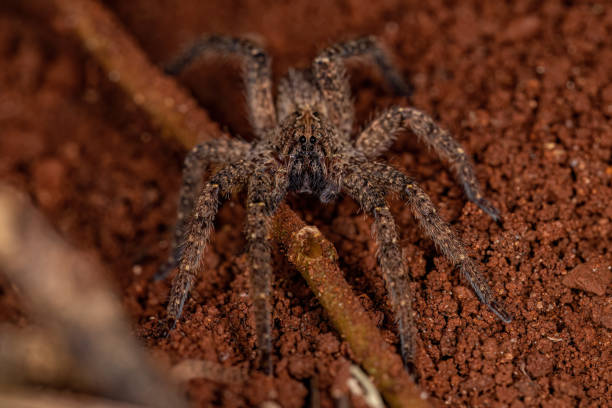 istock Adult Wandering Spider 1406260893