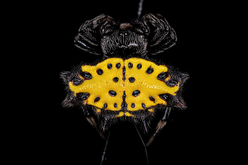 Adult Spinybacked Orbweaver of the species Gasteracantha cancriformis
