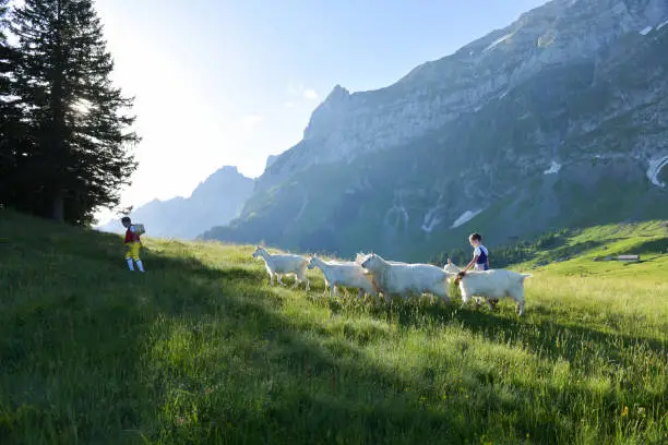 A boy and a girl in traditional Swiss costumes, bring the goats and cows in a traditional procession called the 'Alpaufzug' to the alpine pastures. Schwaegalp, Switzerland