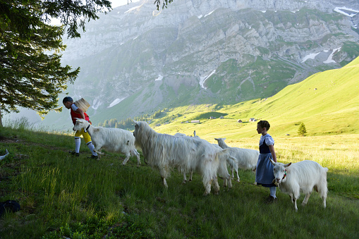 A boy and a girl in traditional Swiss costumes, bring the goats and cows in a traditional procession called the 'Alpaufzug' to the alpine pastures. Schwaegalp, Switzerland