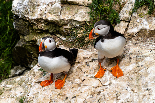 A close-up view of North Atlantic Puffins in their nesting grounds at Bemtpon Cliffs Nature Reserve in Yorkshire