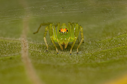 Adult Female Translucent Green Jumping Spider of the Genus Lyssomanes