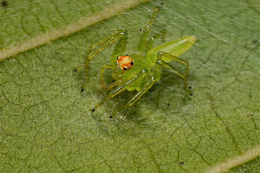 Adult Female Translucent Green Jumping Spider of the Genus Lyssomanes