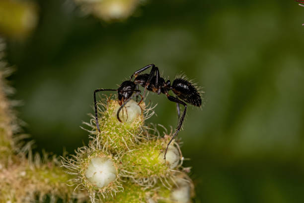 istock Adult Female Carpenter Ant 1406261586