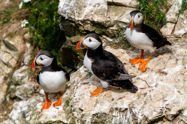 istock close-up view of North Atlantic Puffins in their nesting grounds at Bemtpon Cliffs Nature Reserve in Yorkshire 1406261638
