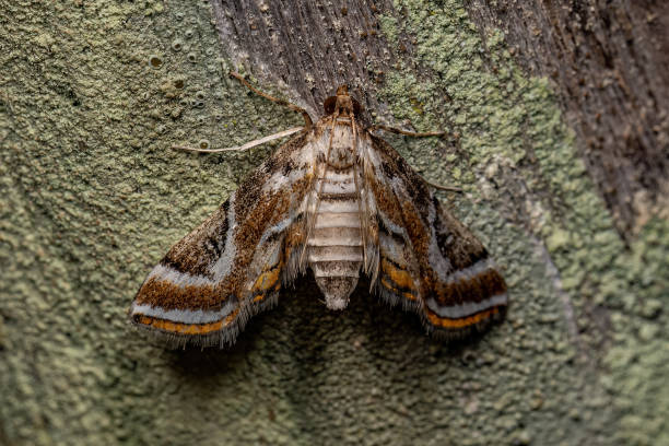 istock Adult Crambid Moth 1406261658