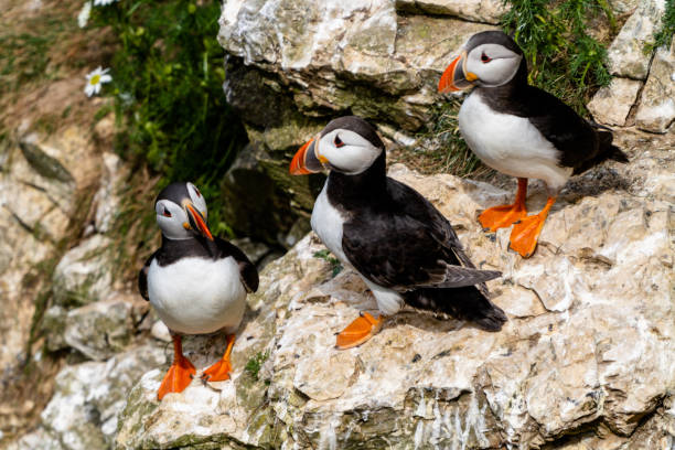 istock close-up view of North Atlantic Puffins in their nesting grounds at Bemtpon Cliffs Nature Reserve in Yorkshire 1406261753