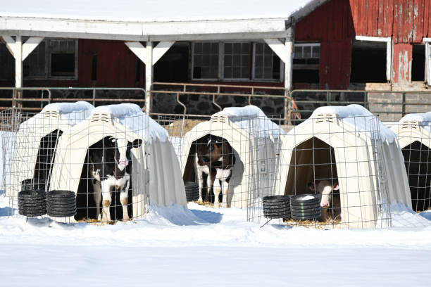 istock Calves in Hutches 1406262577