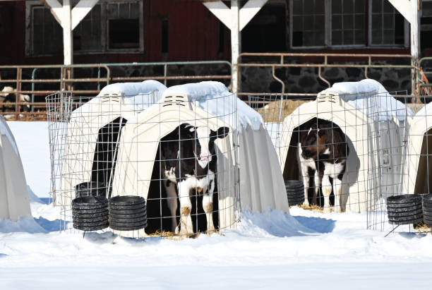 istock Calves in Hutches 1406262589