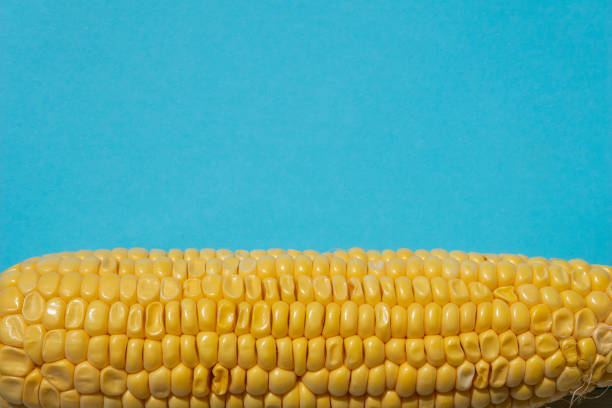 Yellow maize on blue background.