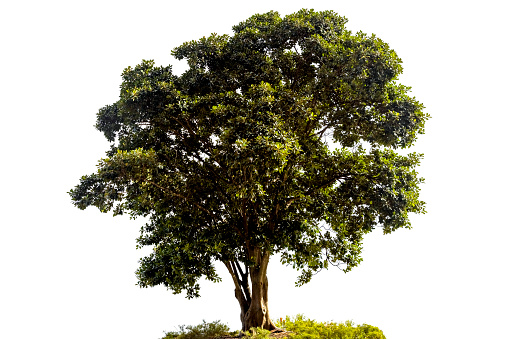 Beautiful old ficus tree, white background with copy space, full frame horizontal composition