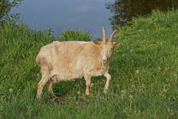 one white brown big goat stands in green grass in nature on the shore of a reservoir near gray water