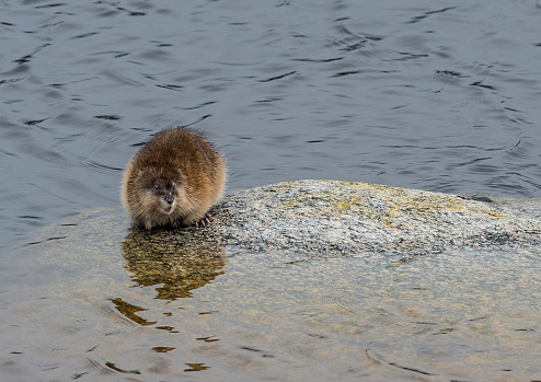 The muskrat (Ondatra zibethicus),  is a medium-sized semiaquatic rodent native to North America. Yellowstone National Park, Wyoming.