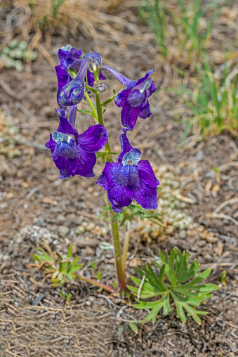 Delphinium nuttallianum is a species of larkspur known by the common names twolobe larkspur,  Nuttall's larkspur and Nelson Larkspur. Yellowstone National Park