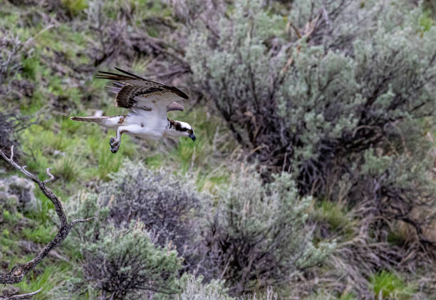 istock The osprey (Pandion haliaetus), also called sea hawk, river hawk, and fish hawk, is a diurnal, fish-eating bird of prey with a cosmopolitan range. Found by water in Yellowstone National Park, Wyoming. Pandion haliaetus carolinensis. Hunting for food. 1406265860