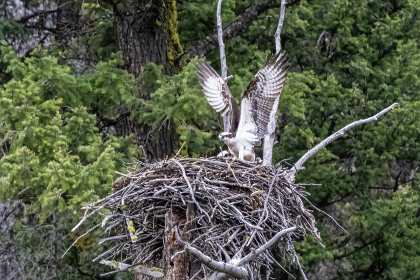 istock The osprey (Pandion haliaetus), also called sea hawk, river hawk, and fish hawk, is a diurnal, fish-eating bird of prey with a cosmopolitan range. Found by water in Yellowstone National Park, Wyoming. On a nest with wings out. 1406265868