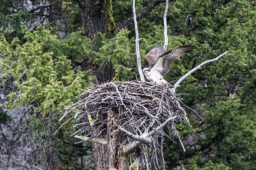 The osprey (Pandion haliaetus), also called sea hawk, river hawk, and fish hawk, is a diurnal, fish-eating bird of prey with a cosmopolitan range. Found by water in Yellowstone National Park, Wyoming. On a nest with wings out.