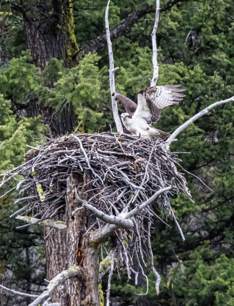 istock The osprey (Pandion haliaetus), also called sea hawk, river hawk, and fish hawk, is a diurnal, fish-eating bird of prey with a cosmopolitan range. Found by water in Yellowstone National Park, Wyoming. On a nest with wings out. 1406265870