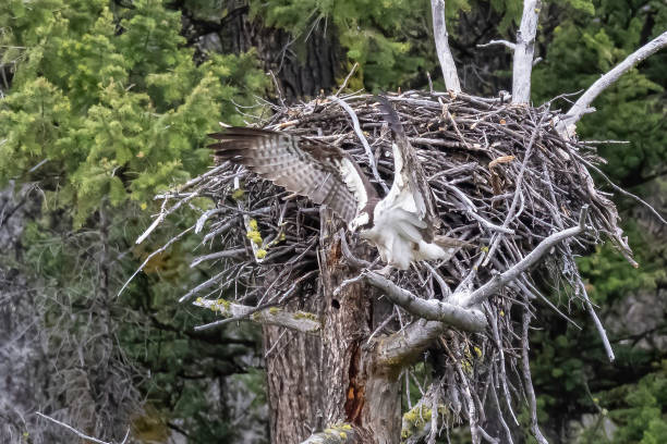 istock The osprey (Pandion haliaetus), also called sea hawk, river hawk, and fish hawk, is a diurnal, fish-eating bird of prey with a cosmopolitan range. Found by water in Yellowstone National Park, Wyoming. On a nest with wings out. 1406265873