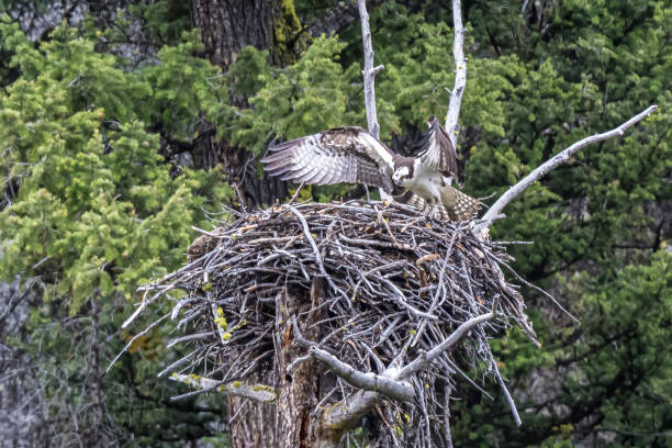 istock The osprey (Pandion haliaetus), also called sea hawk, river hawk, and fish hawk, is a diurnal, fish-eating bird of prey with a cosmopolitan range. Found by water in Yellowstone National Park, Wyoming. On a nest with wings out. 1406265875