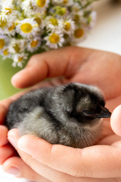 jeden mały śpiący ciemnoszary kurczak - baby chicken young bird chicken human hand zdjęcia i obrazy z banku zdjęć