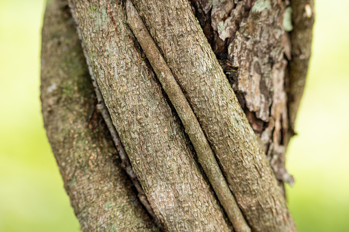 A close up macro image of a tree section with vines wrapped around it.