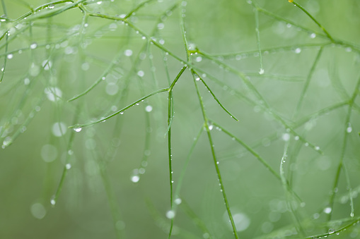 A Fennel plant details in the rain with water drops.