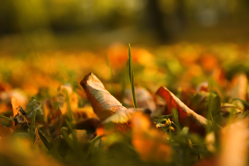 Defocus autumn leaves. Green and orange autumn leaves background. Outdoor. Colorful background image of fallen autumn leaves. Green grass. Copy space. Fall backdrop. Blurred. Out of focus.