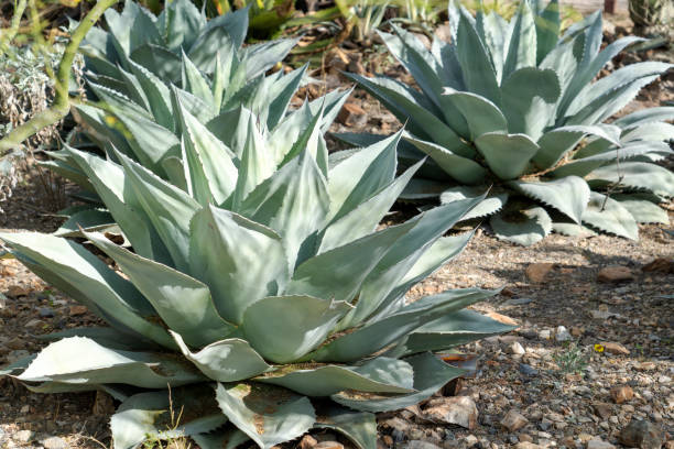 istock Cactus Garden in Tucson, Arizona 1406275357