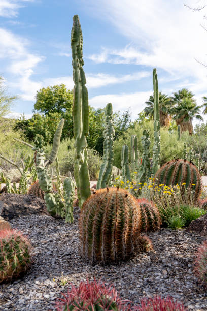 istock Cactus Garden in Tucson, Arizona 1406275915