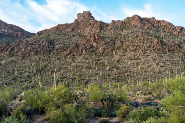 istock The Saguaro Cactus in Tucson, Arizona 1406275922