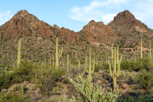 istock The Saguaro Cactus in Tucson, Arizona 1406275997