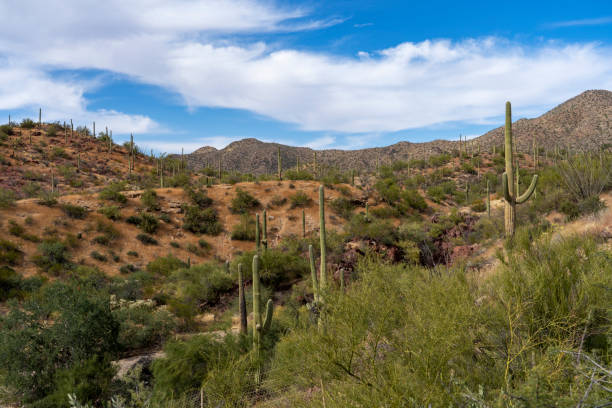 istock The Saguaro Cactus in Tucson, Arizona 1406276004
