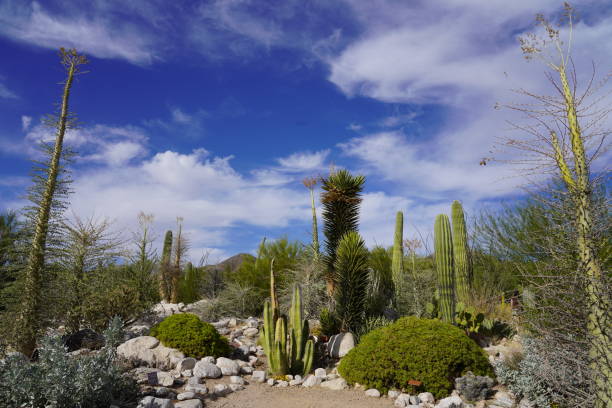 istock Cactus Garden in Tucson, Arizona 1406276009