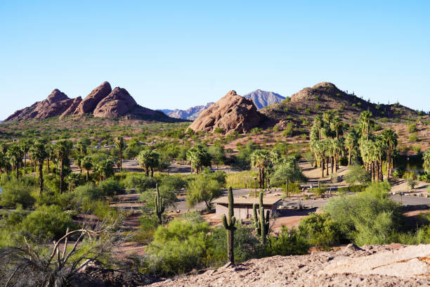istock The Saguaro Cactus in Phoenix, Arizona 1406276110