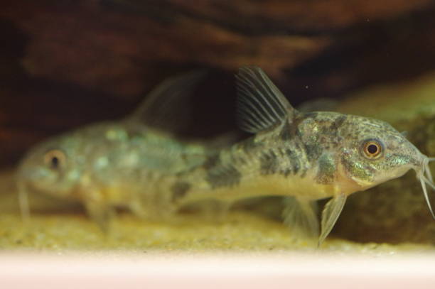 istock Close-up of corydoras 1406279373