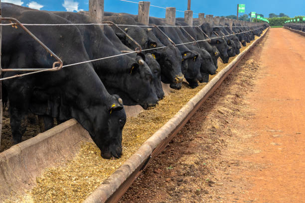 aliments pour bovins angus dans la mangeoire d’un confinement d’une ferme - cow bull cattle beef cattle photos et images de collection